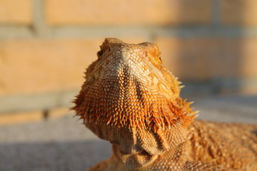 bearded dragon