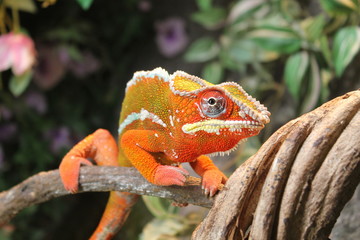 chameleon