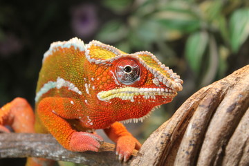 chameleon