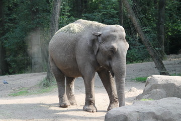 Naklejka premium elephant