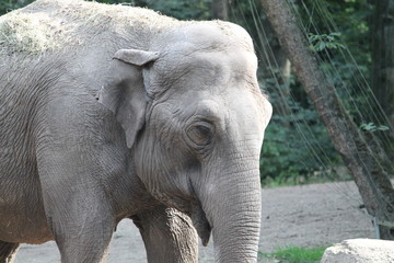 Fototapeta premium elephant