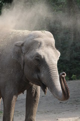 Fototapeta premium elephant