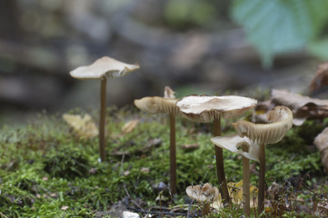 Mycena galericulata mushrooms