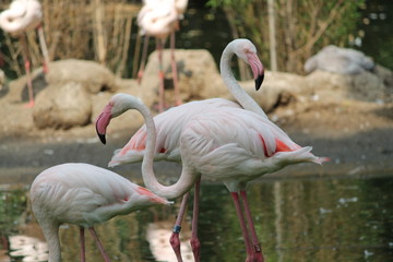 flamingo