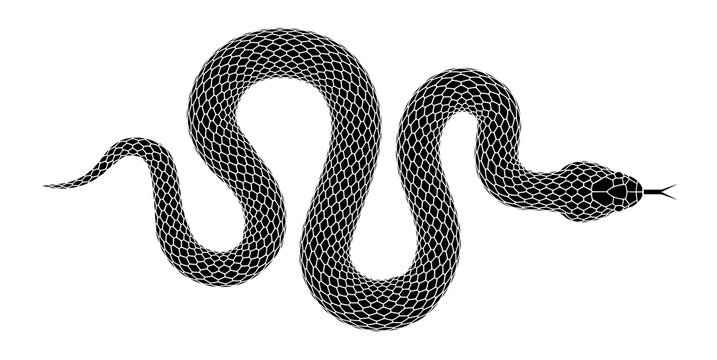 Vector snake silhouette isolated on a white background.