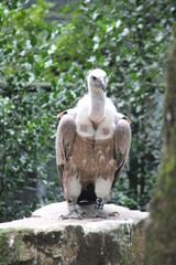 vulture