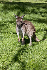 Obraz premium kangaroo-Island kangaroo joey