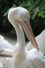 pelican