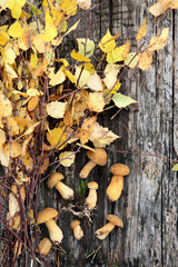 Autumn mushrooms with yellow birch branch on an old wooden background.