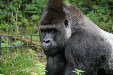 Fototapeta premium gorilla