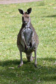kangaroo-Island kangaroo joey