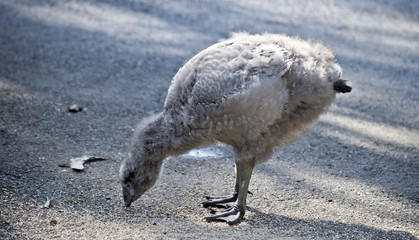 Cape Barren gosling