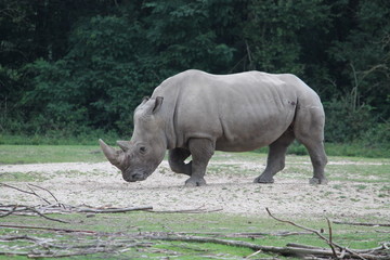 rhinoceros