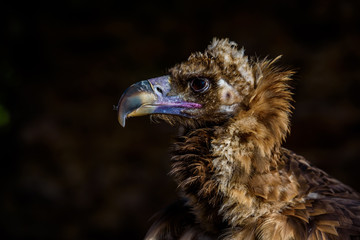 Portrait of vulture - beautiful wildlife bird