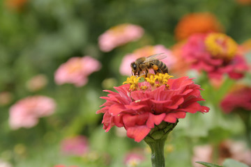 Bees collecting nectar from flowers