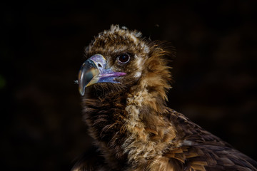 Portrait of vulture - beautiful wildlife bird