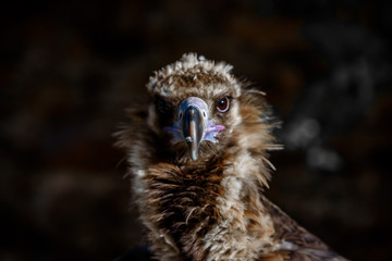 Portrait of vulture - beautiful wildlife bird