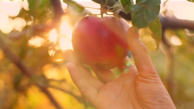 Eve Pick an Apple
