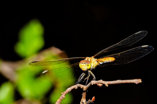 Macro shots, Beautiful nature scene dragonfly. Showing of eyes and wings detail. Dragon fly in the nature habitat using as a background or wallpaper.