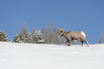 Bighorn Sheep (Ovis canadensis) male, ram, walking in snow on mountain ridge, Yellowstone national park, Wyoming Montana, USA