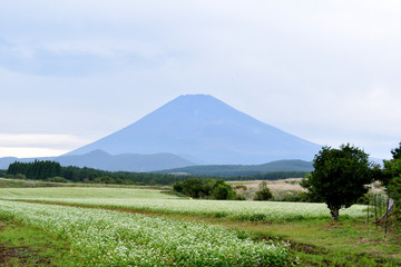 Buckwheat flowers and Mt. Fuji