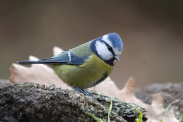 blue tit