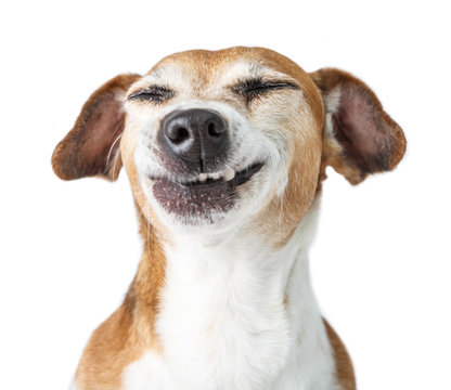 Funny dog disgust, denial, disagreement face. Don't like that. grins  teeth pet. White background