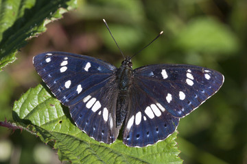 Limenitis reducta