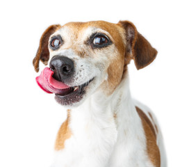 dog licked with a cunning snout. Funny pet face.  Dog diet. White background