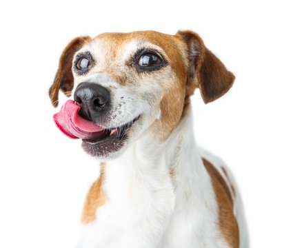 Dog Licked With A Cunning Snout. Funny Pet Face.  Dog Diet. White Background