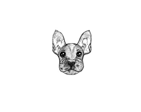drawing illustration of French Bulldog dog cartoon pencil and charcoal on paper art and pastel black sketch on white background
