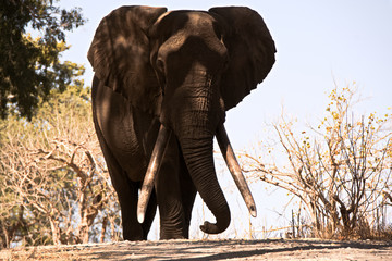Magnificent lone African elephant bull with huge tusks strolling down the road on his way to the riverbed.