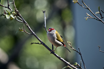 red browed finch