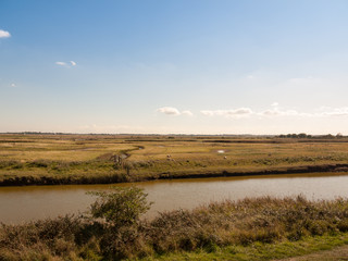 river stream scene sheep and lamb across the way in nature reserve tollesbury maldon