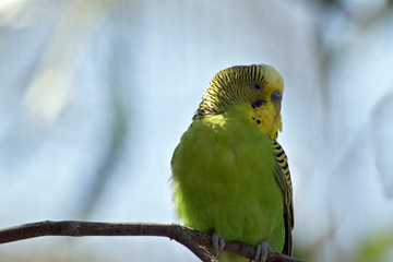 parakeet