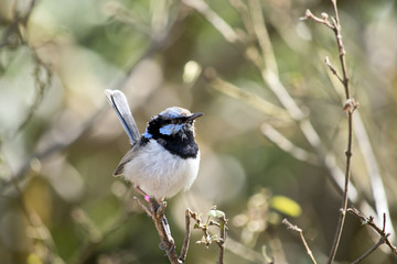 superb fairy wren