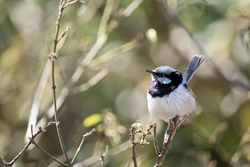 Naklejka premium superb fairy wren
