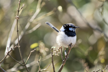 Fairy-wren