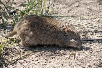 long nose potoroo