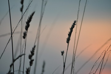 Gras im Abendrot