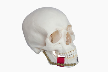 Skull made from resin. Broken jaw was fixed by seizing Plate screw. 45 Degree Right View On white Background.