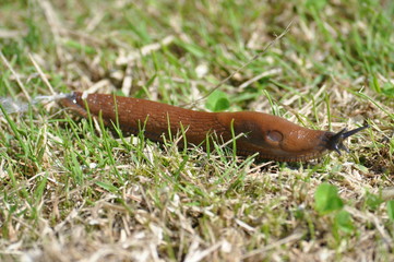 Nacktschnecke