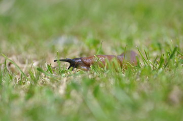 Nacktschnecke im Gras