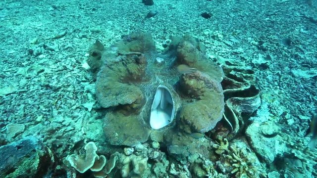 Giant clam on coral reef Bunaken Island, Indonesia 