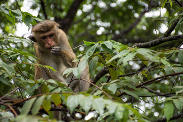 Monkey on the tree.