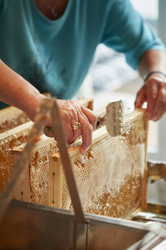 honey harvest