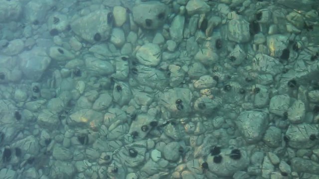 Rocky seafloor visible through turquoise water and black urchin on seafloor. Small fishes around