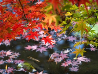 秋の風景、水辺の紅葉、京都