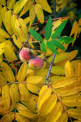 Service tree (Sorbus domestica), mature fruits and leaves in autumn
