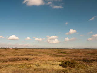 Fototapeta premium open marshland landscape scene with blue skies, clouds, and grass